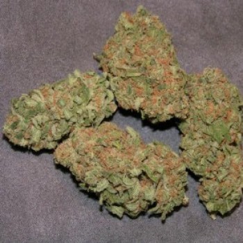 Lavender Kush